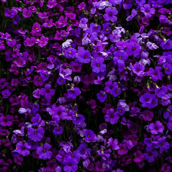 Roon – Not Your Love – Single